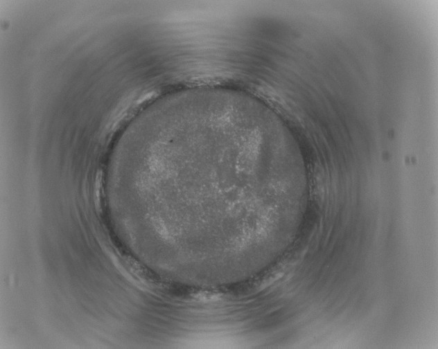 X0000070400742200606302011