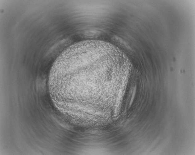 X0000070400745200606302011