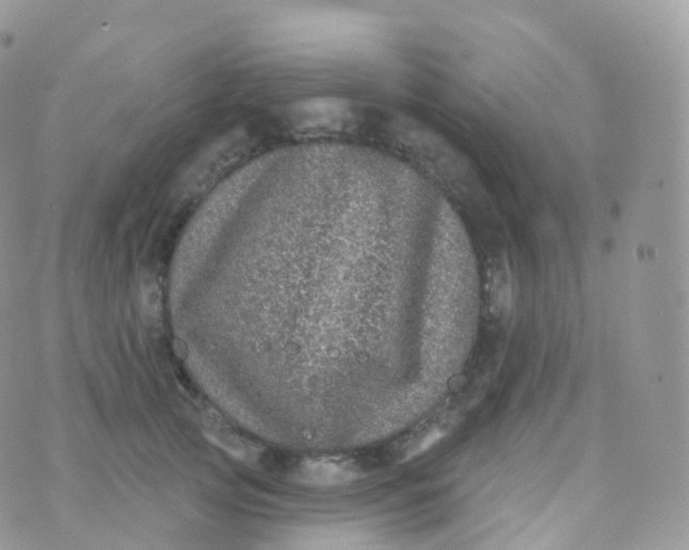 X0000070400753200606302011