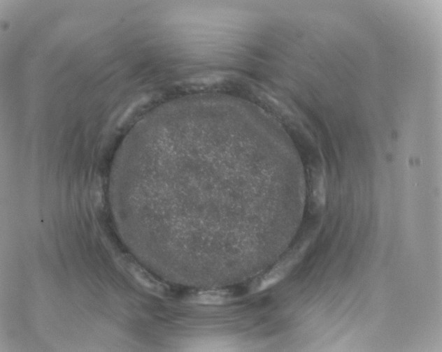 X0000070400758200606302011