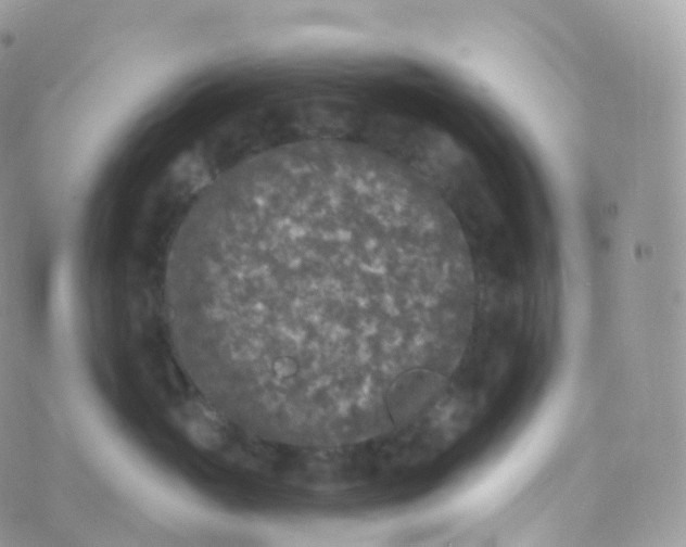 X0000070400765200606302011