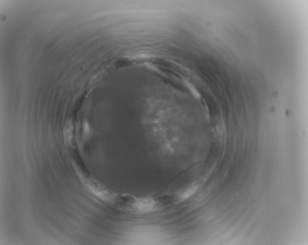 X0000070400767200606302011