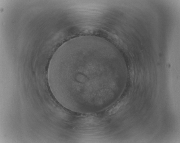 X0000070400769200606302010