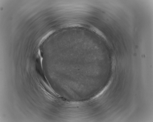 X0000070400777200606302010