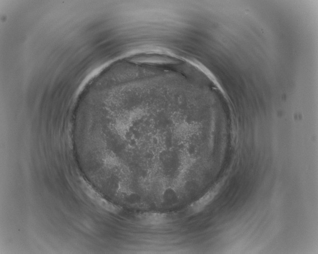 X0000070400783200606302010