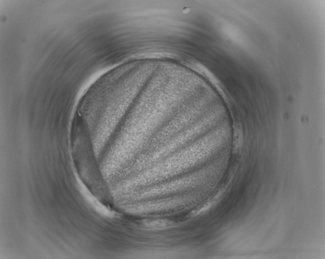 X0000070400795200606302010