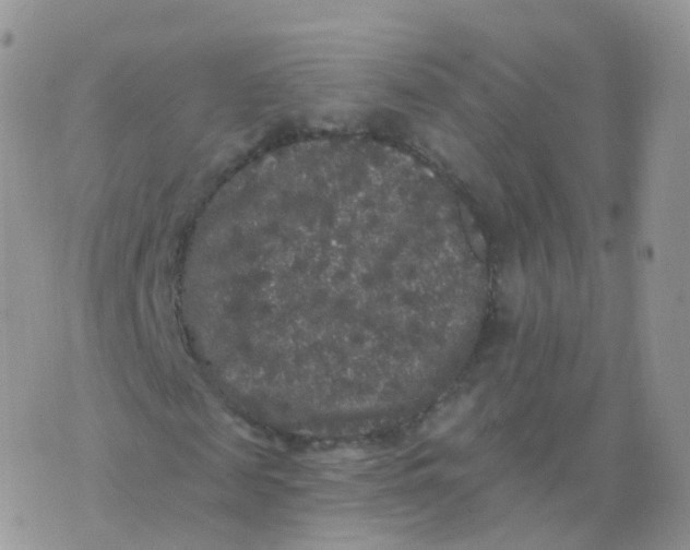 X0000070400817200606302009