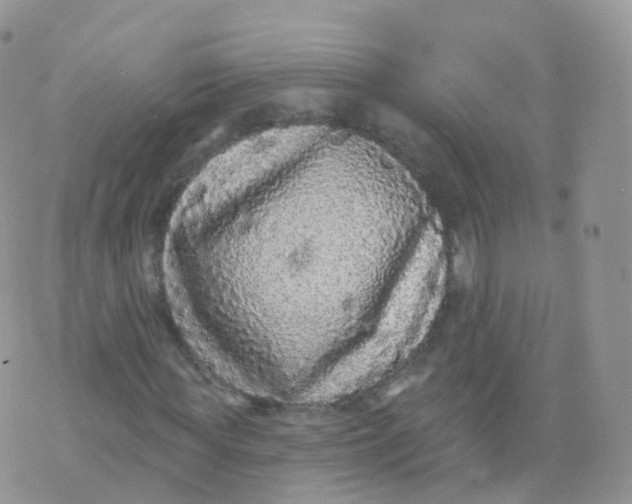 X0000070400819200606302009