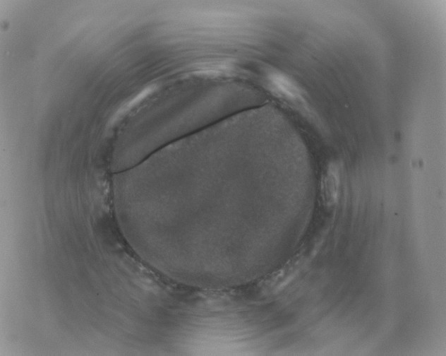 X0000070400822200606302009