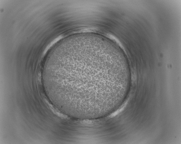 X0000070400827200606302009