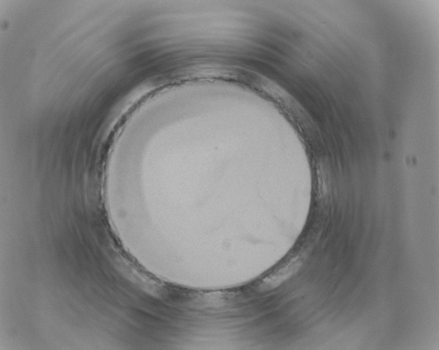 X0000070400828200606302009