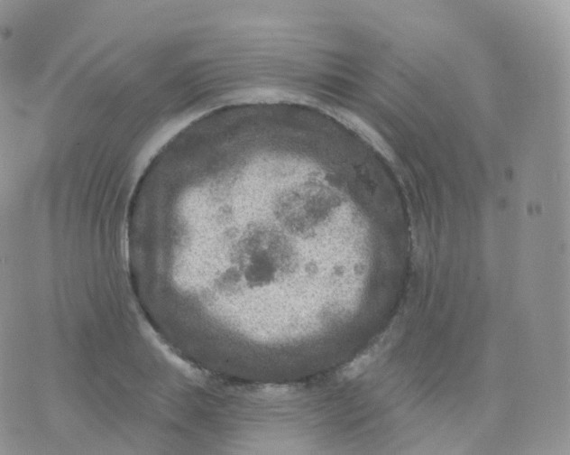 X0000070400839200606302009