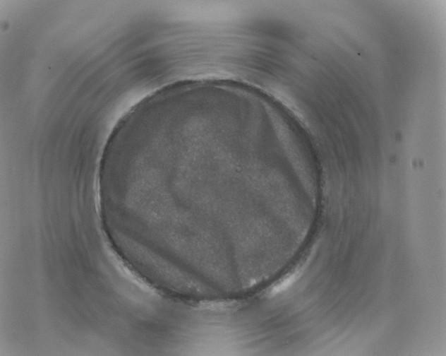 X0000070400840200606302009