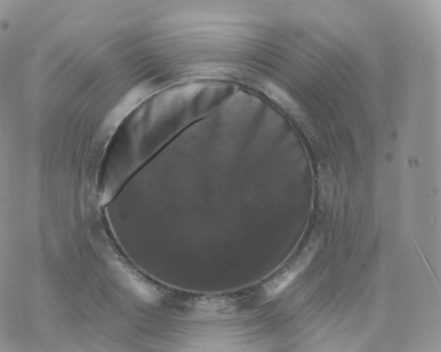 X0000070400842200606302009