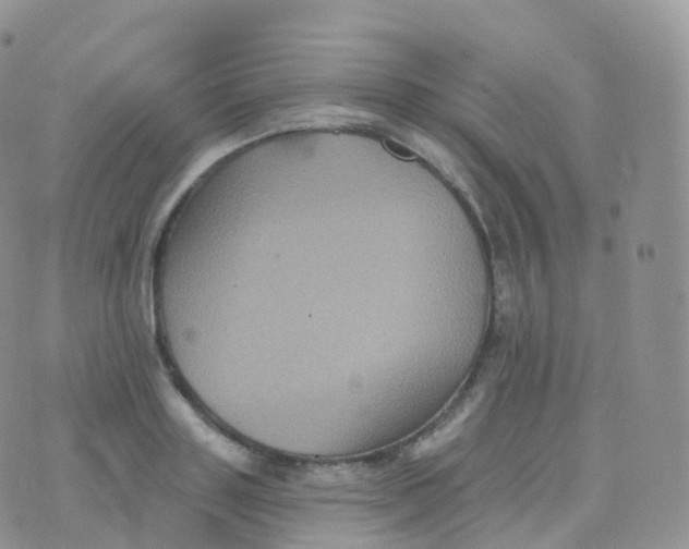 X0000070400843200606302009