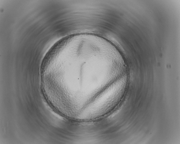 X0000070400844200606302009