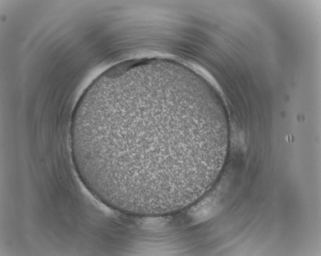 X0000070400847200606302009