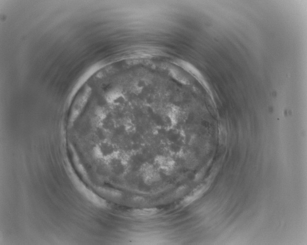 X0000070400859200606302009