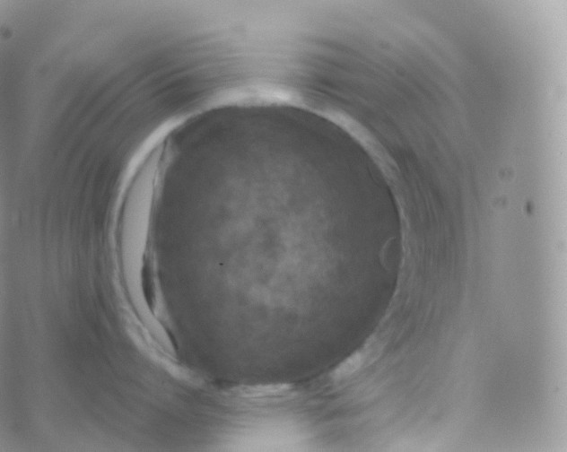 X0000070400864200606302009