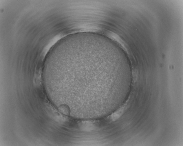 X0000070400875200606302009