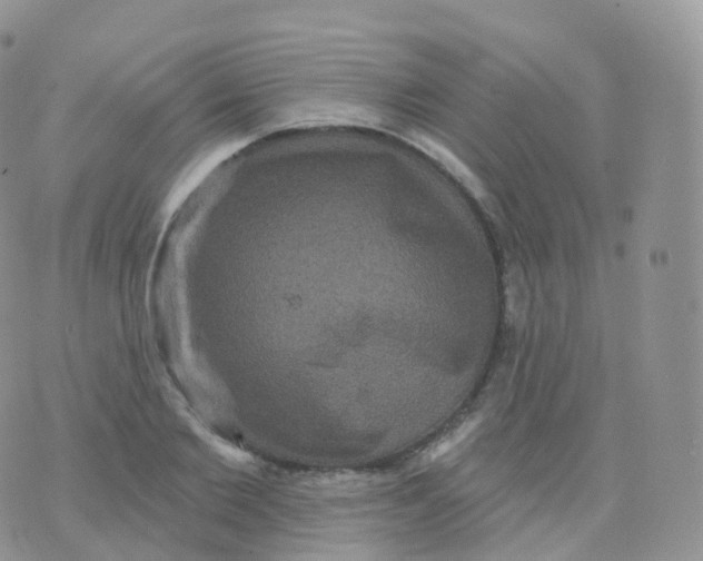 X0000070400885200606302008