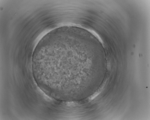 X0000070400903200606302008