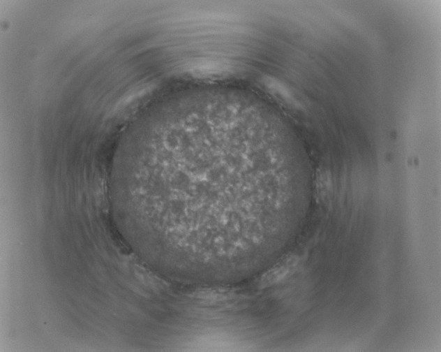 X0000070400917200606302007