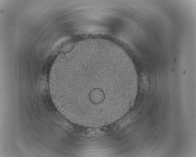 X0000070400918200606302007