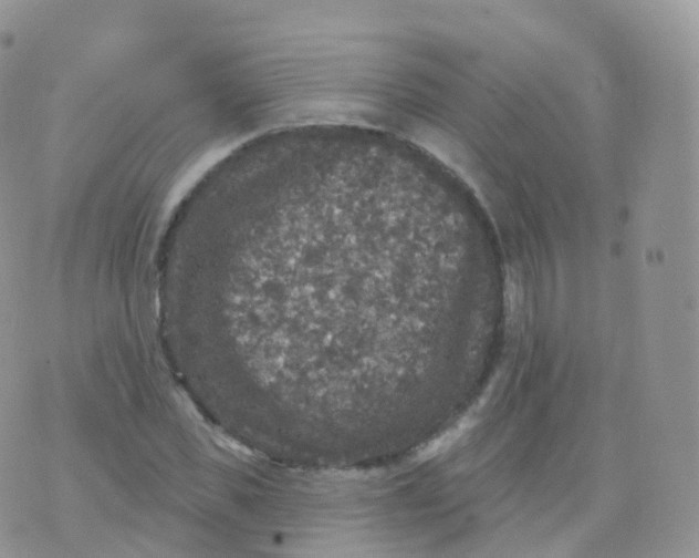 X0000070400925200606302007