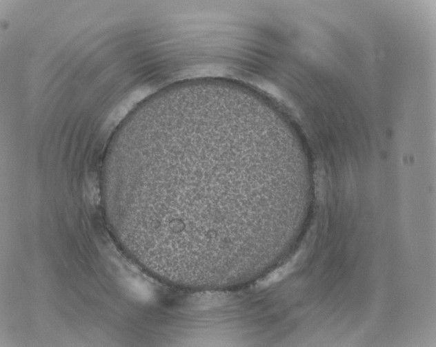 X0000070400929200606302007