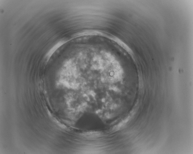 X0000070400953200606302008