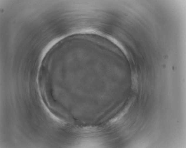 X0000070400959200606302008