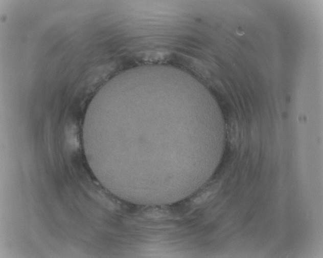 X0000070400962200606302007