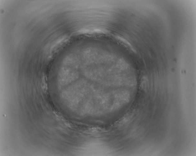 X0000070400966200606302007