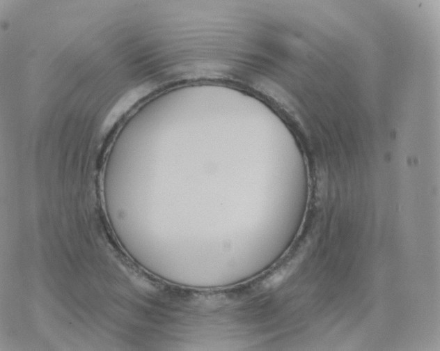 X0000070400978200606302007