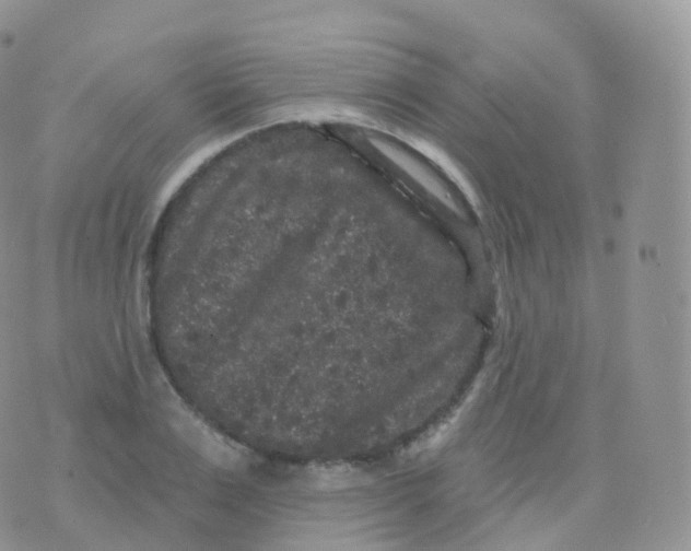 X0000070400983200606302007