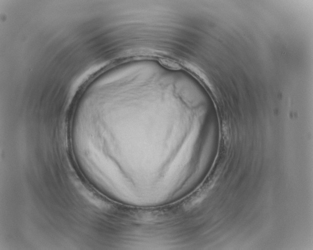 X0000070400987200606302007