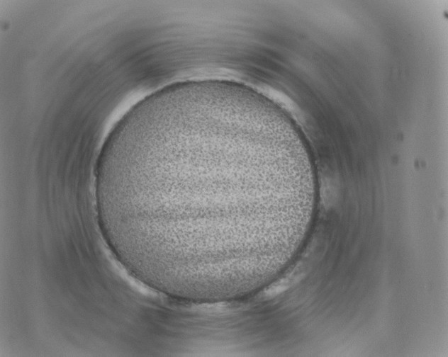 X0000070400990200606302007