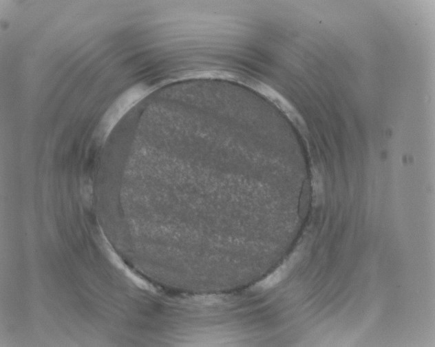 X0000070400993200606302007