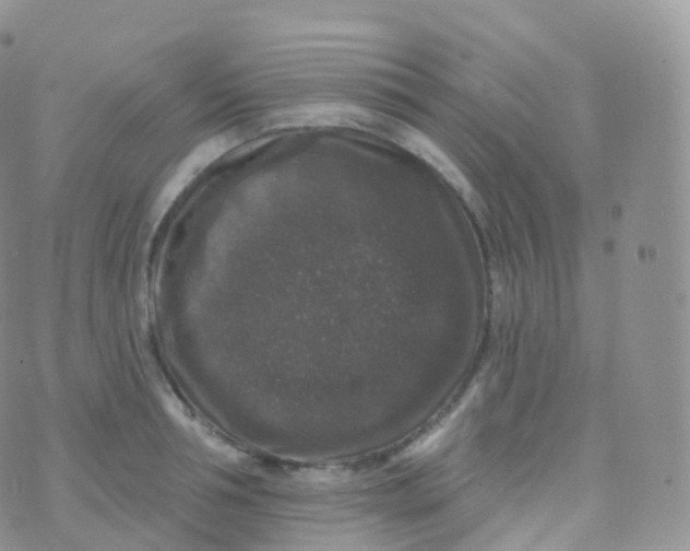 X0000070400994200606302007