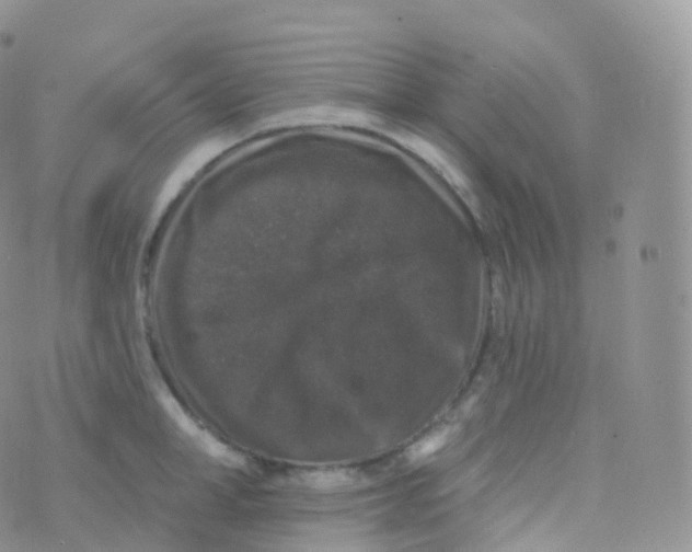 X0000070400998200606302006