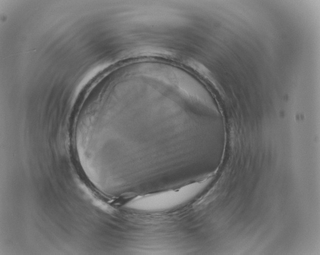 X0000070401024200606302006