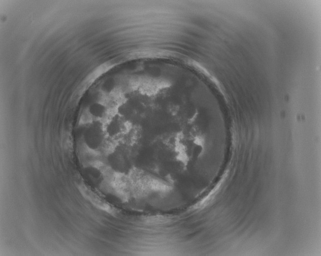 X0000070401025200606302006