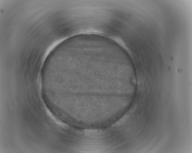 X0000070401032200606302006