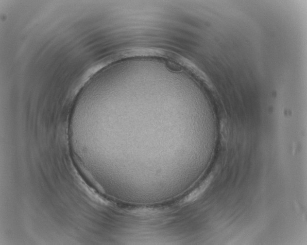 X0000070401033200606302006