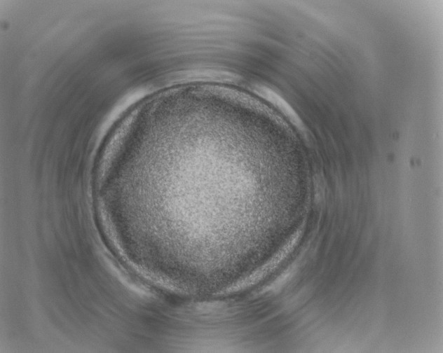 X0000070401043200606302006