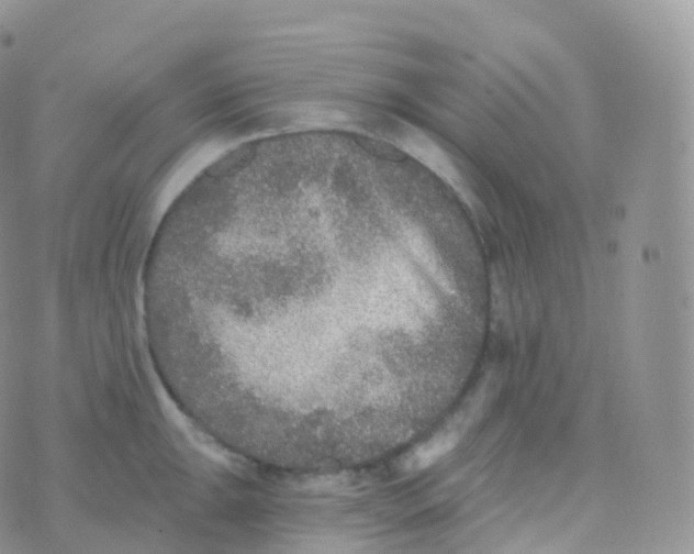 X0000070401047200606302006