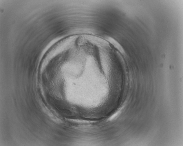 X0000070401052200606302006