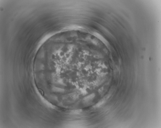 X0000070401055200606302006