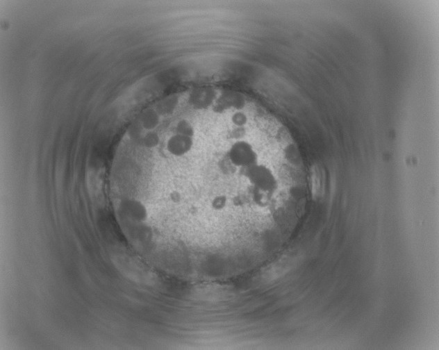 X0000070401059200606302006